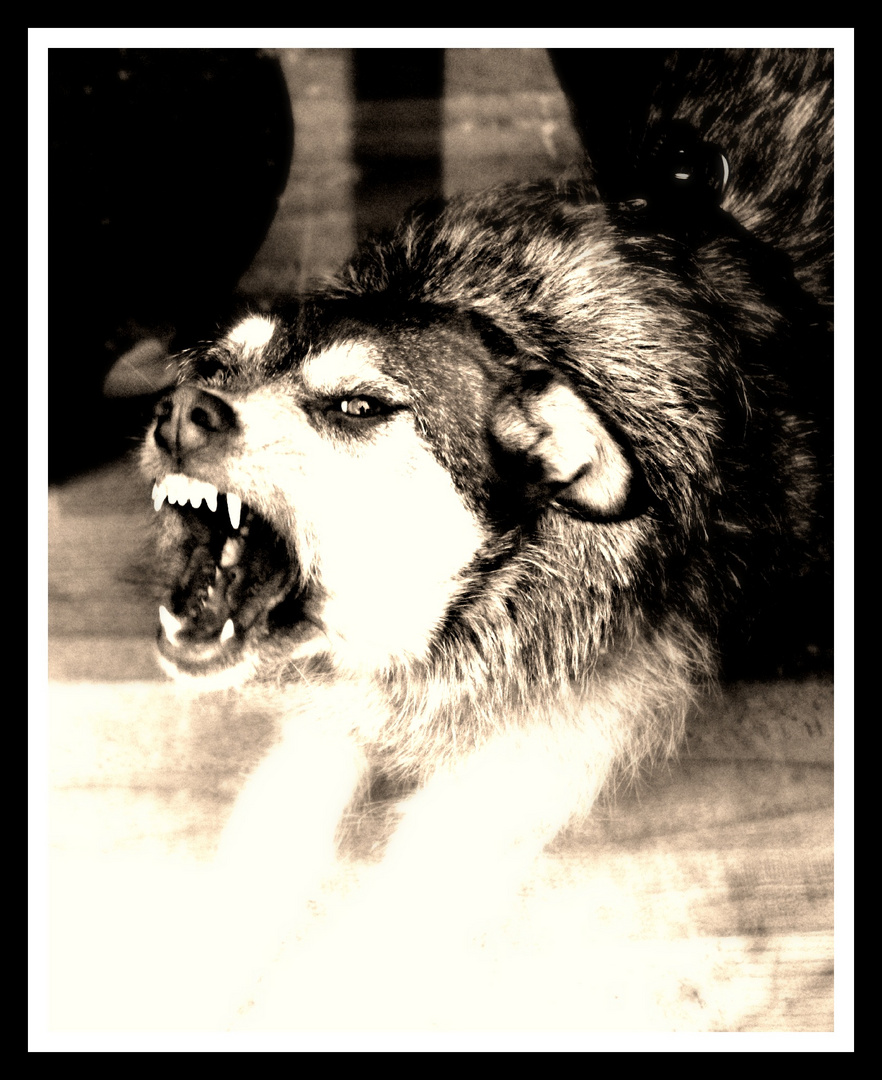 Werwolf