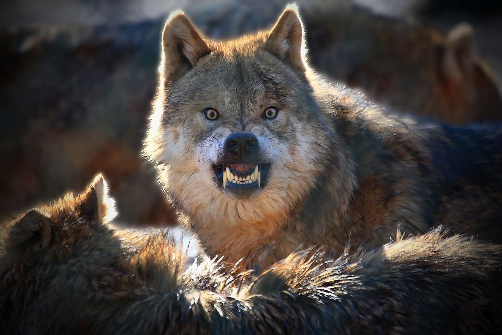 Werwolf Foto & Bild | tiere, zoo, wildpark & falknerei, säugetiere ...