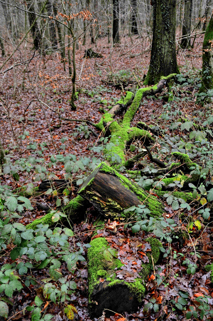 WeselerWald 2