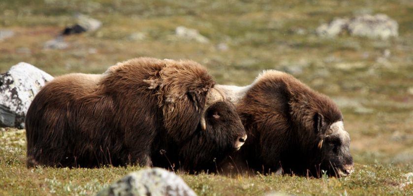 Wesen aus der Eiszeit - Moschusochsen