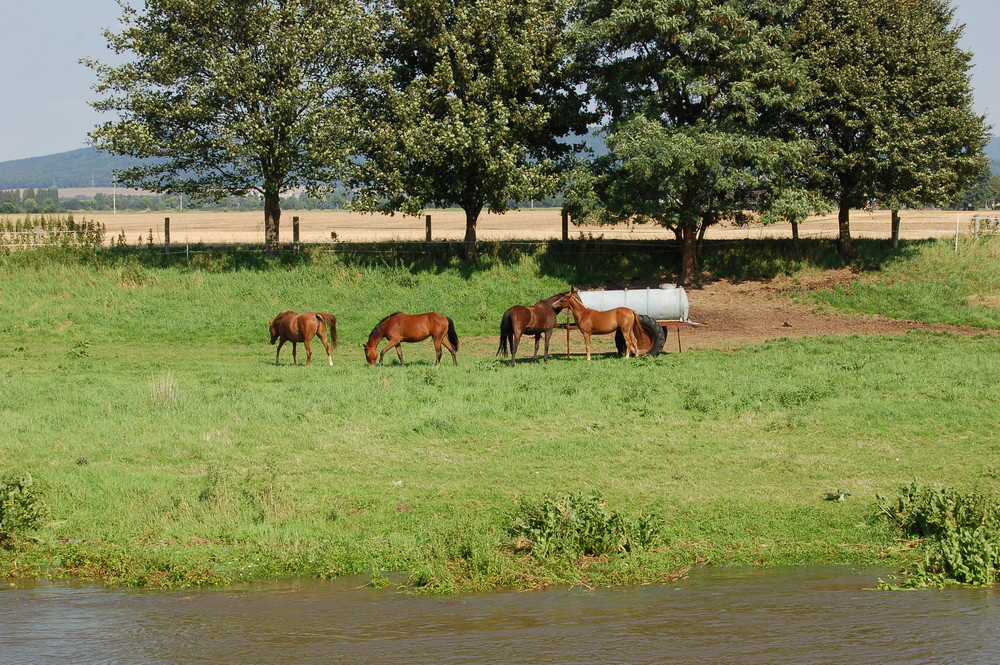 Weser bei Hameln