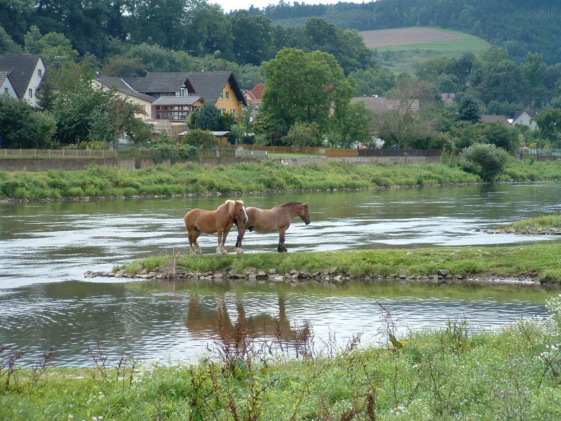 Weser-Idylle mit Pferd