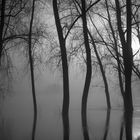 Weser im Nebel