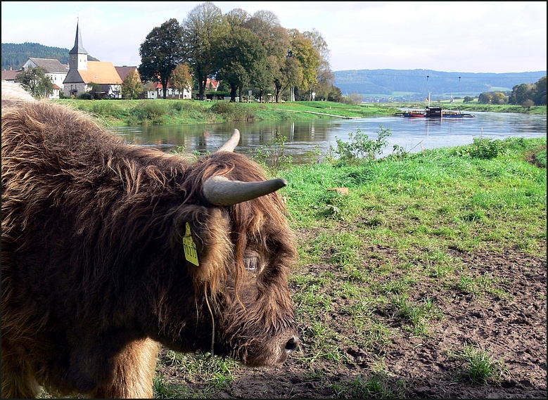 Weser-Wildlife...