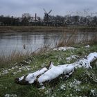 Weserufer bei Petershagen