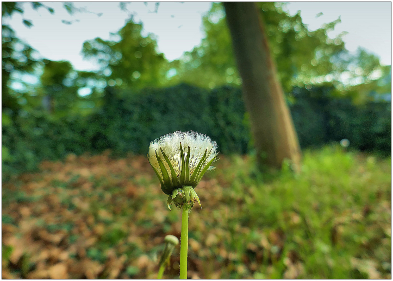 Weshalb öffnet sich manche Blüte nicht?