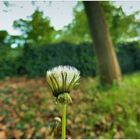 Weshalb öffnet sich manche Blüte nicht?