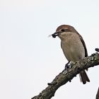 Wesp-feeding female red-backed shrike