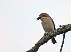 Wesp-feeding female red-backed shrike