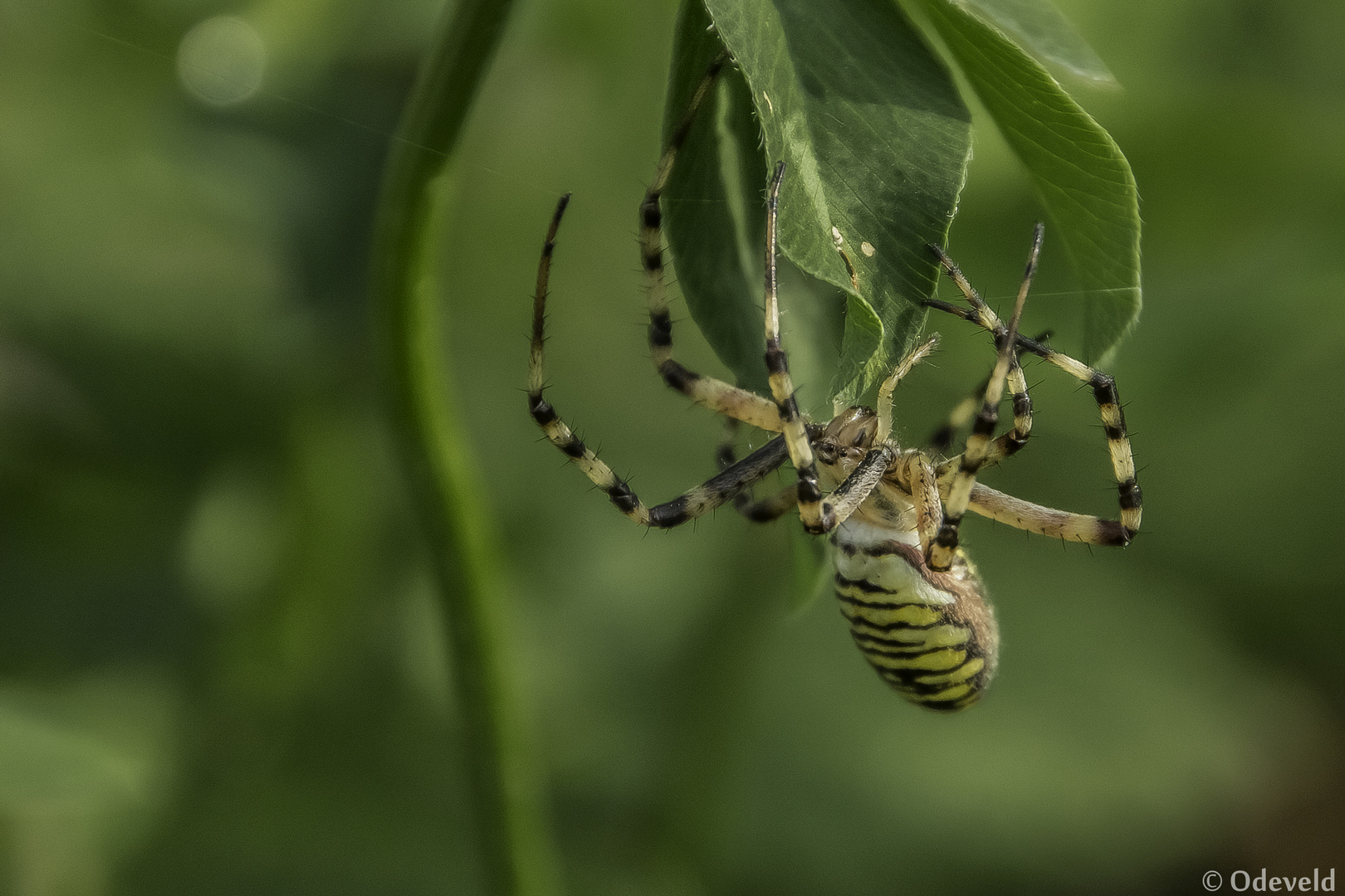 Wesp- of Tijgerspin (Argiope bruennichi).