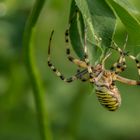 Wesp- of Tijgerspin (Argiope bruennichi).