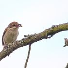 Wesp-throwing female red-backed Shrike