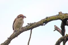 Wesp-throwing female red-backed Shrike