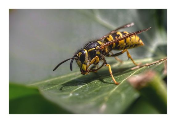 Wespe