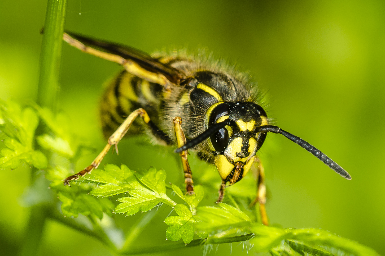 Wespe Foto & Bild tiere, wildlife, insekten Bilder auf