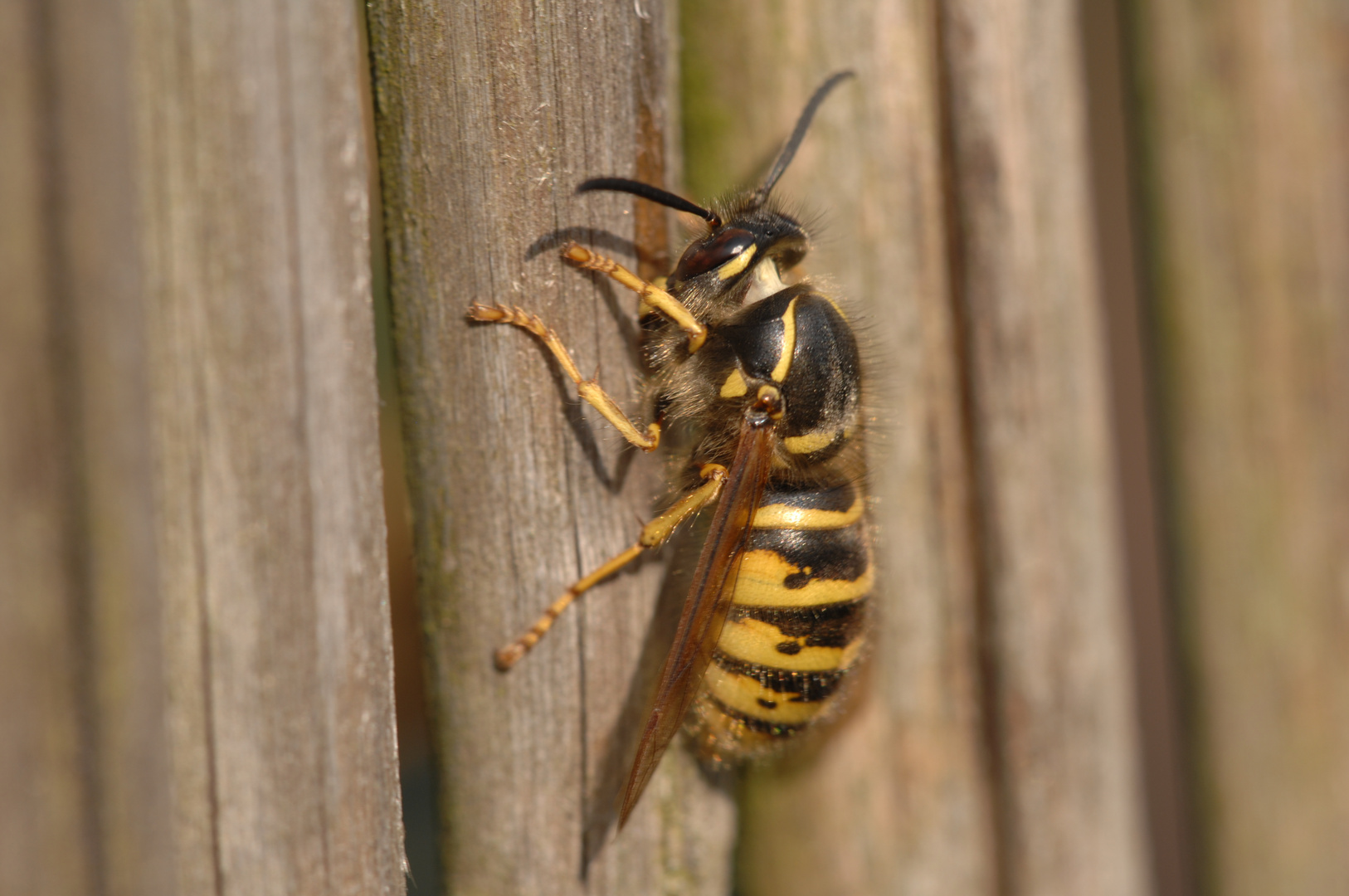 Wespe am abfressen des Schilfrohres