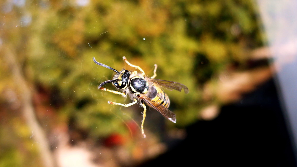 Wespe am Fenster - wasp on window