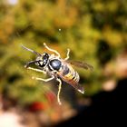 Wespe am Fenster - wasp on window