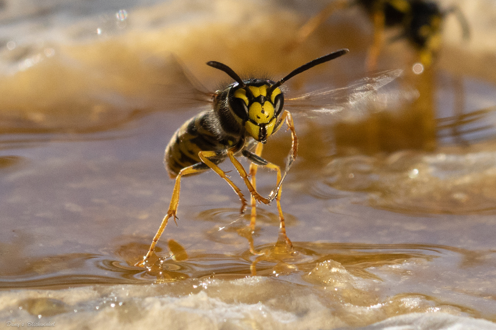 Wespe am Honig beim Abflug