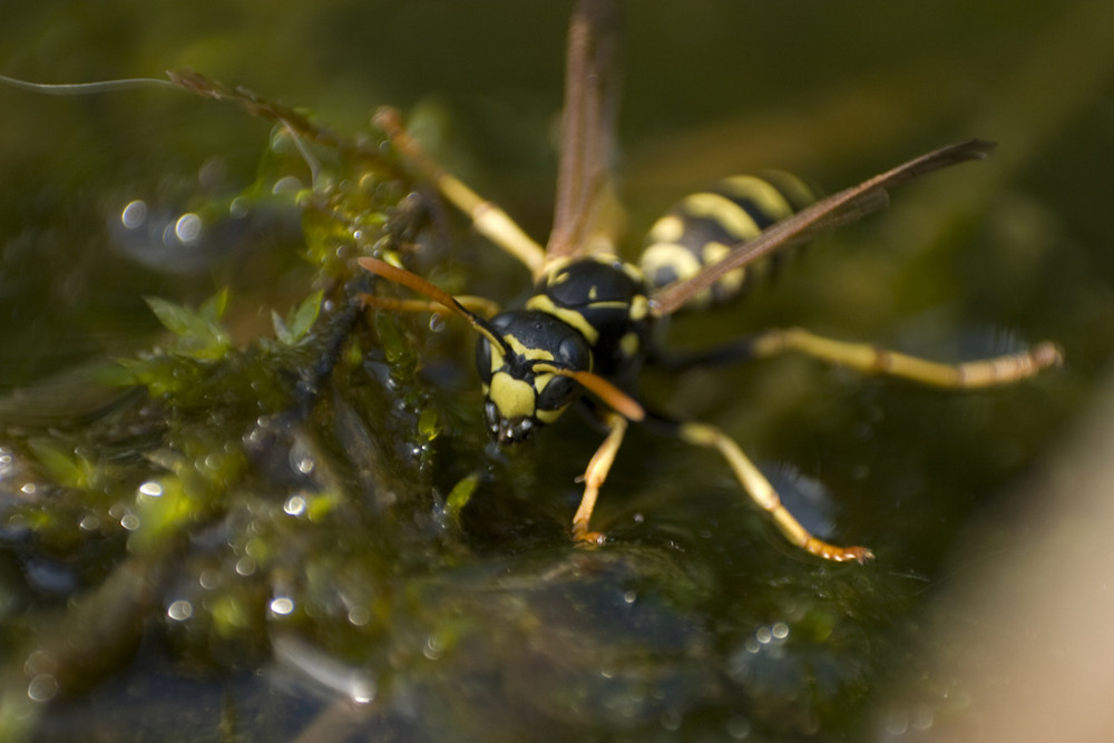 Wespe am Teich Foto & Bild tiere, wildlife, insekten Bilder auf