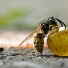 Wespe am Traube essen