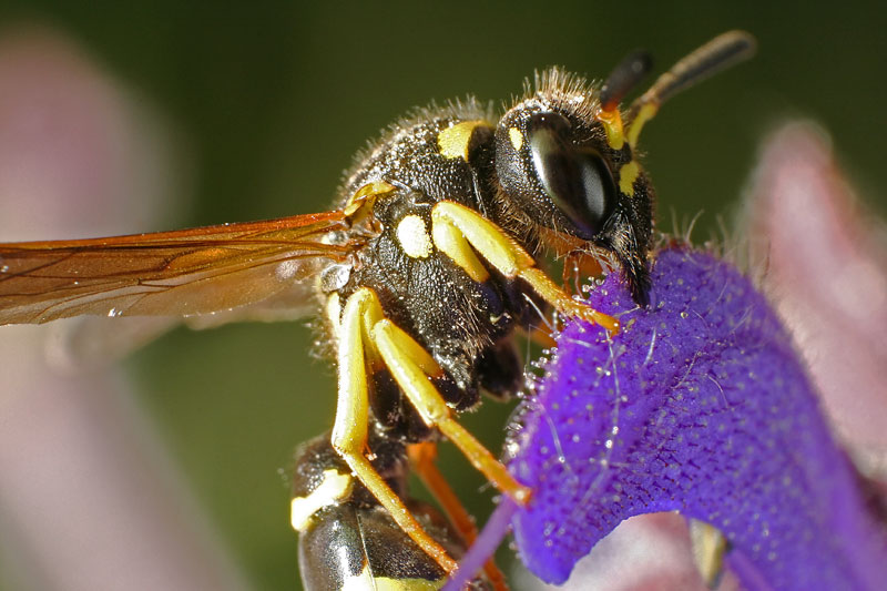 Wespe am Wiesensalbei