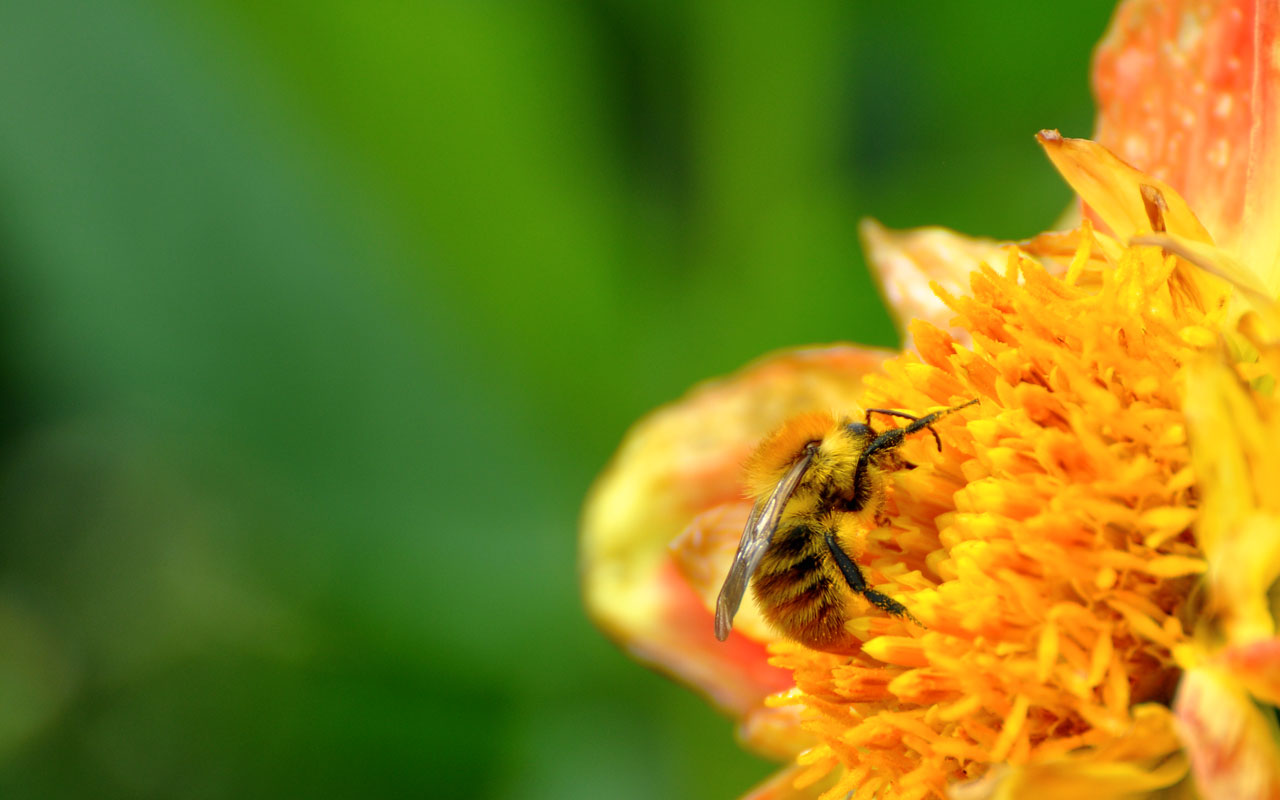 Wespe an Blüte