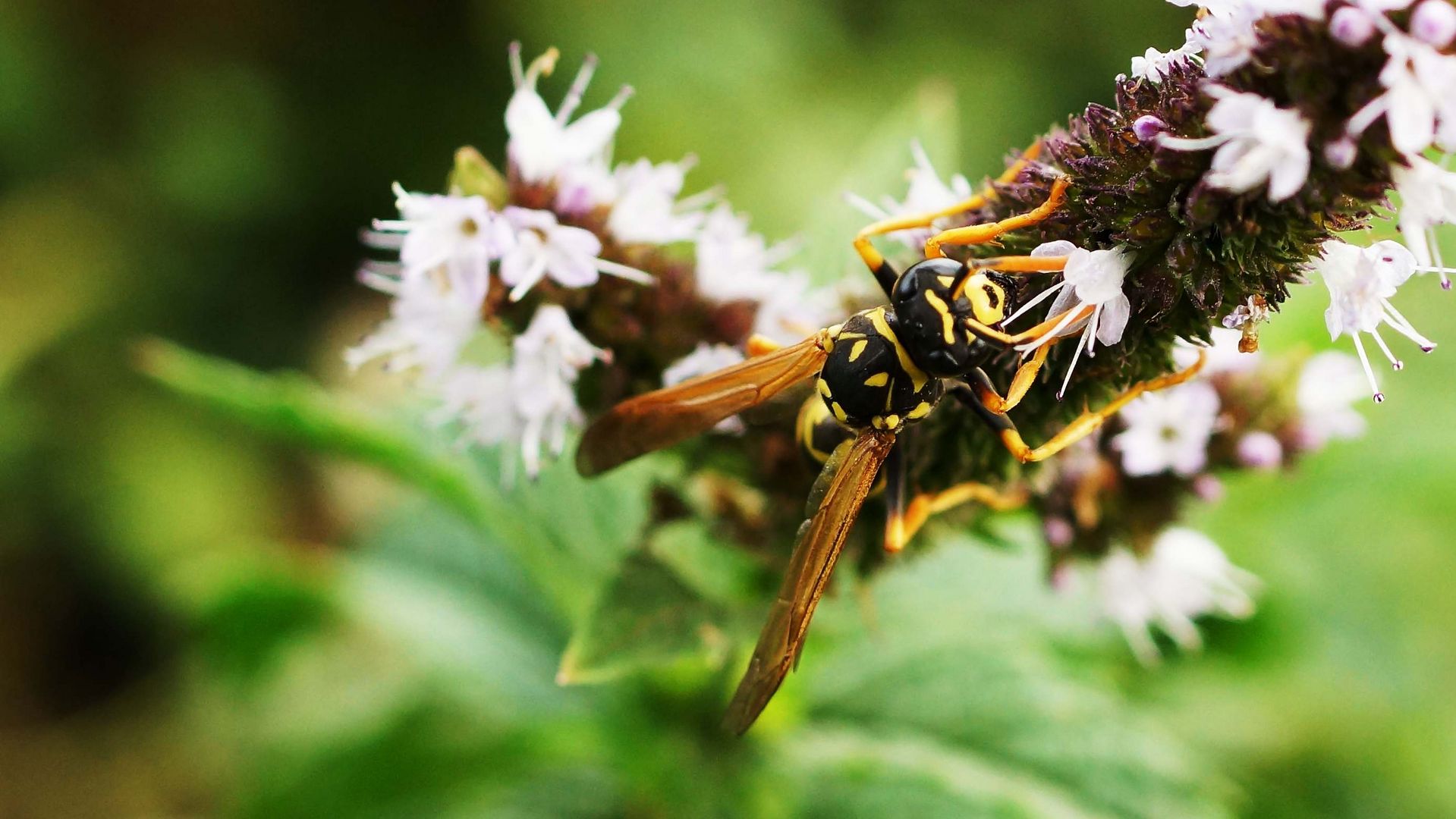 Wespe an den so beliebten lila Blüten