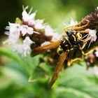 Wespe an den so beliebten lila Blüten