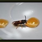 Wespe an der Honigtanke