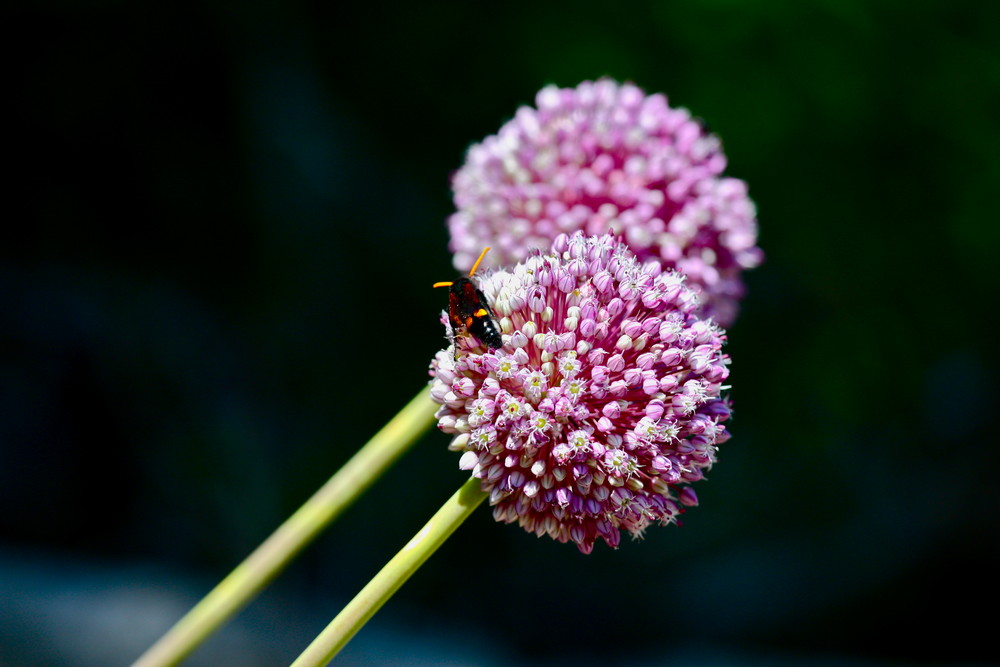 Wespe auf Allium