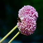 Wespe auf Allium
