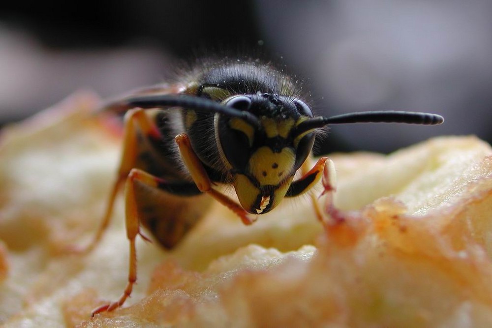 Wespe auf Apfel