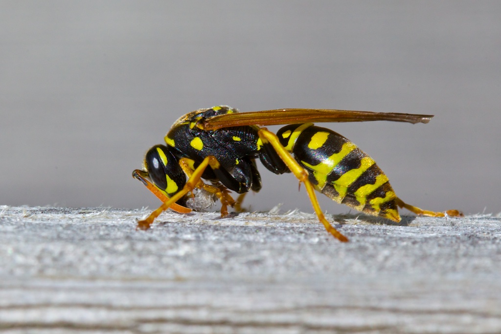 Wespe auf Balkon 2