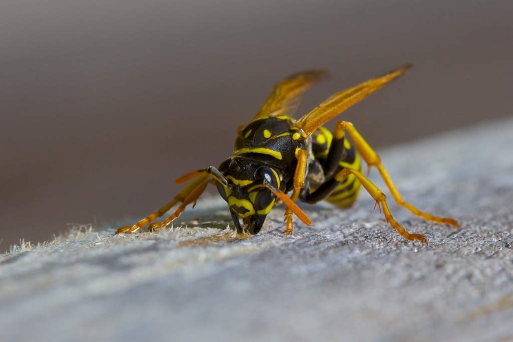 Wespe auf Balkon