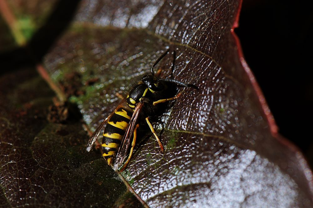 Wespe auf Blatt