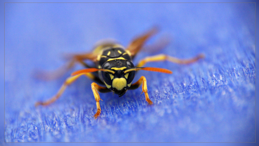 Wespe auf blau