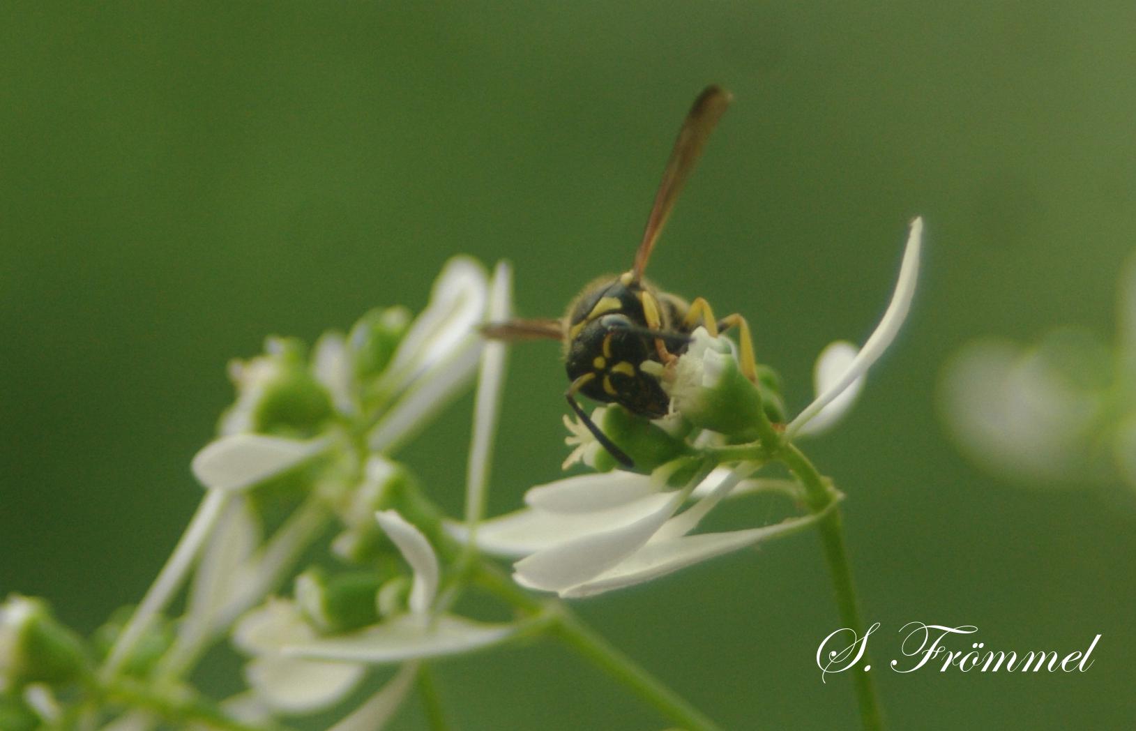 Wespe auf Blüte