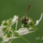 Wespe auf Blüte