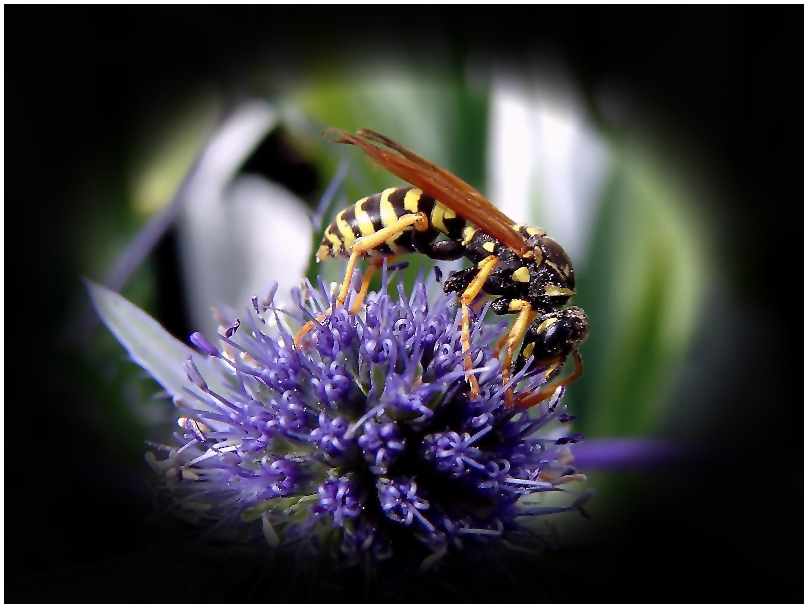 Wespe auf Blüte