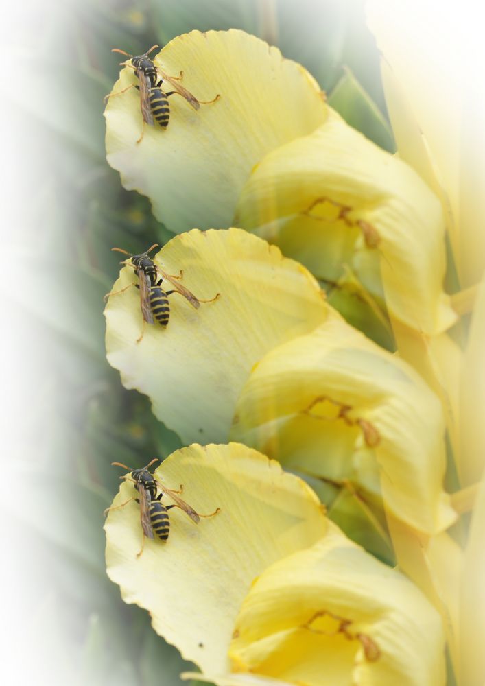 Wespe auf Blüte