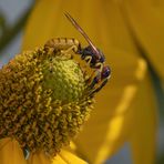 Wespe auf Blüte I