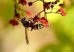 Wespe auf Blüten eines Japanischen Ahorn