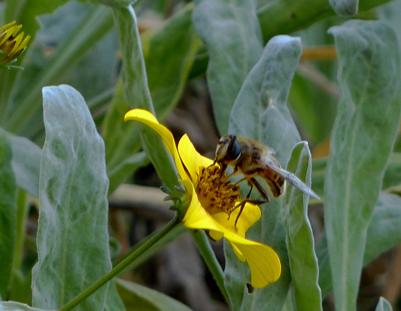 Wespe auf Blume