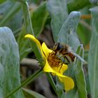 Wespe auf Blume