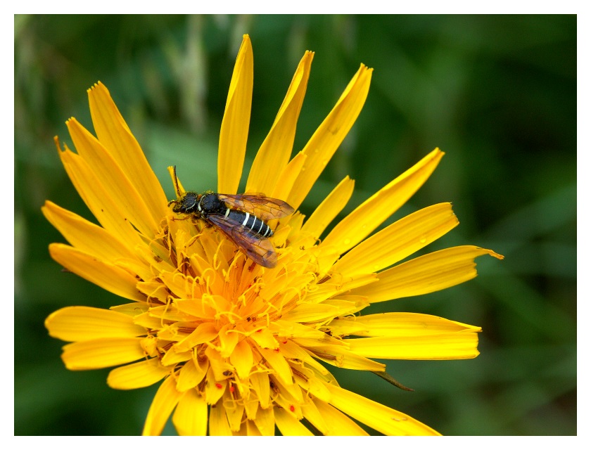 Wespe auf Blume