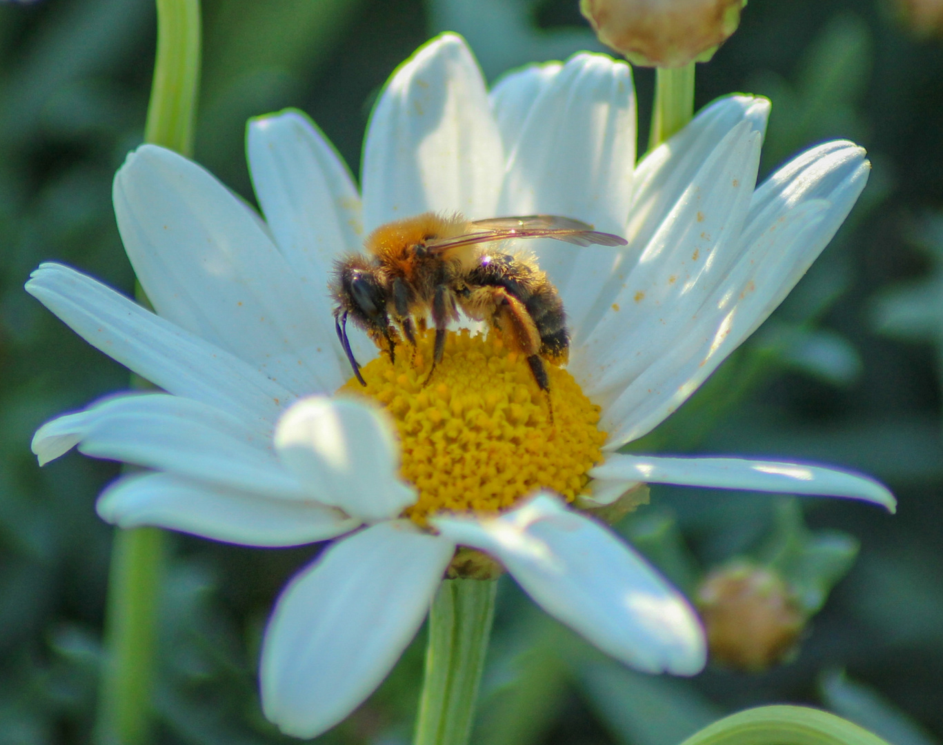 Wespe auf Blume