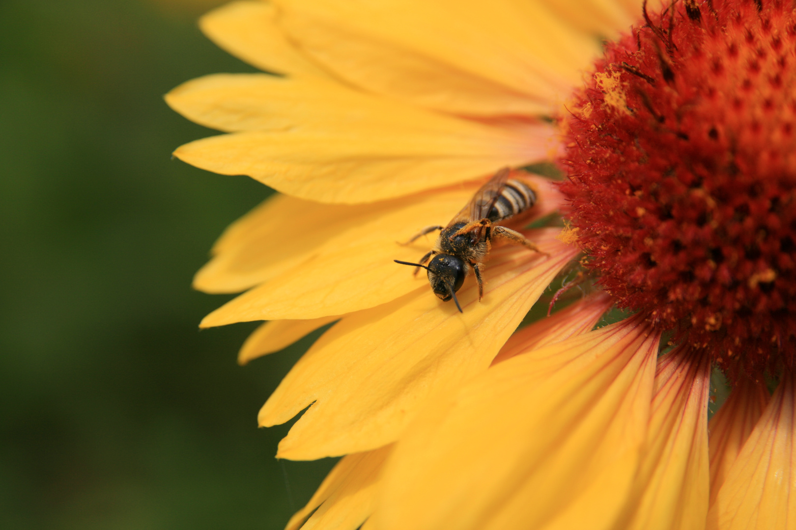 Wespe auf Blume