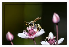 Wespe auf Blume