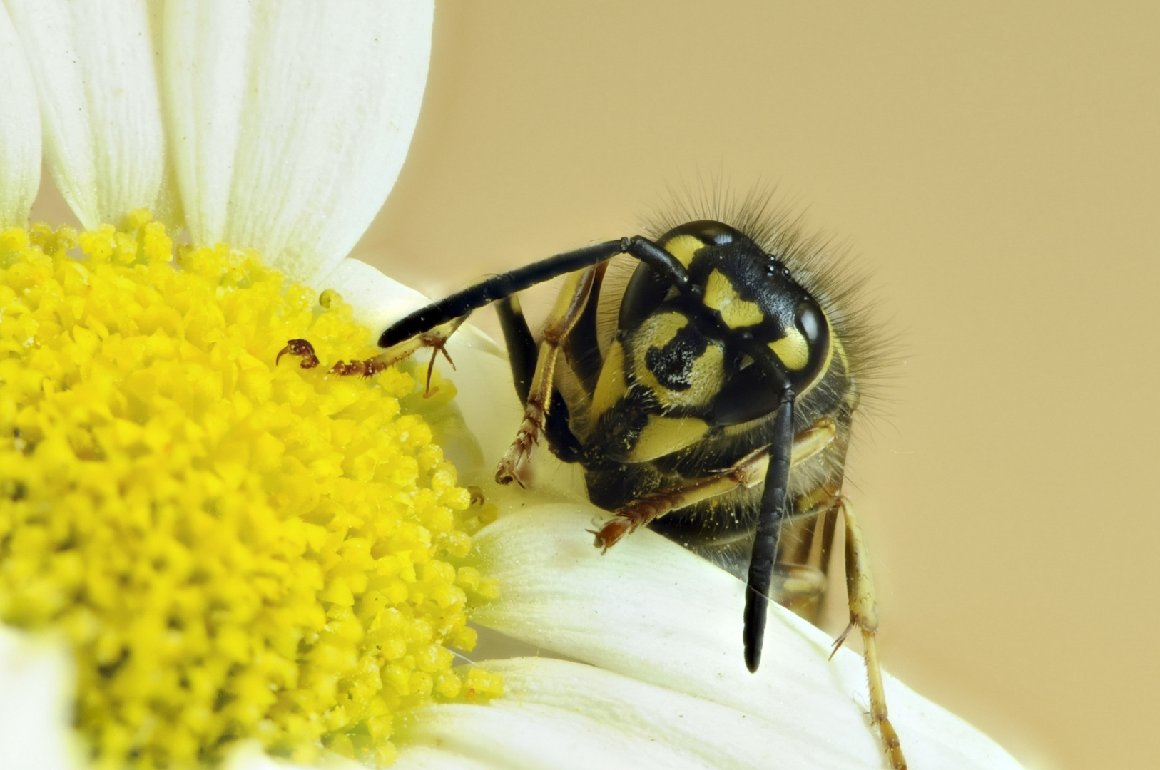 Wespe auf Blume